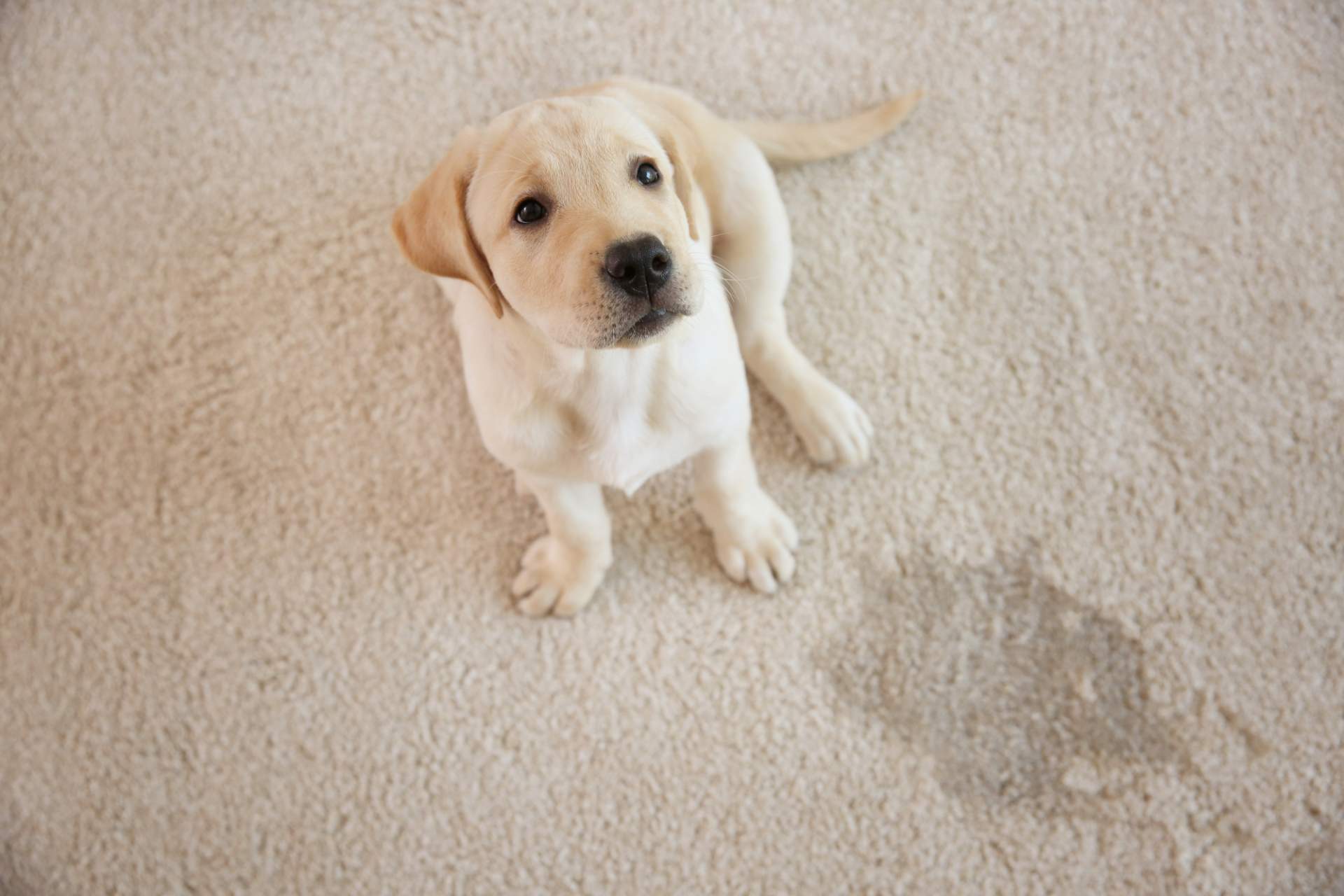 Puppy looking up after peeing on carpet